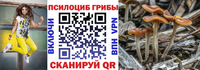 Галлюциногенные грибы Psilocybe  Купить где  Нестеров 